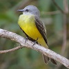 Bird Watching Panama